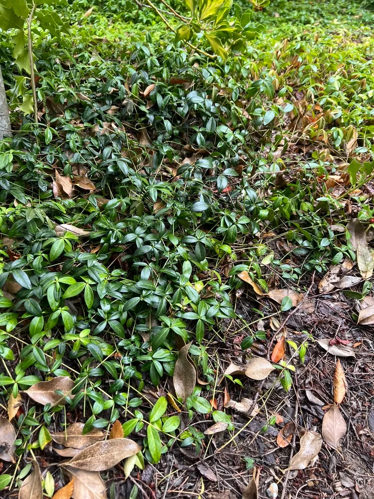 Vinca minor, common periwinkle
