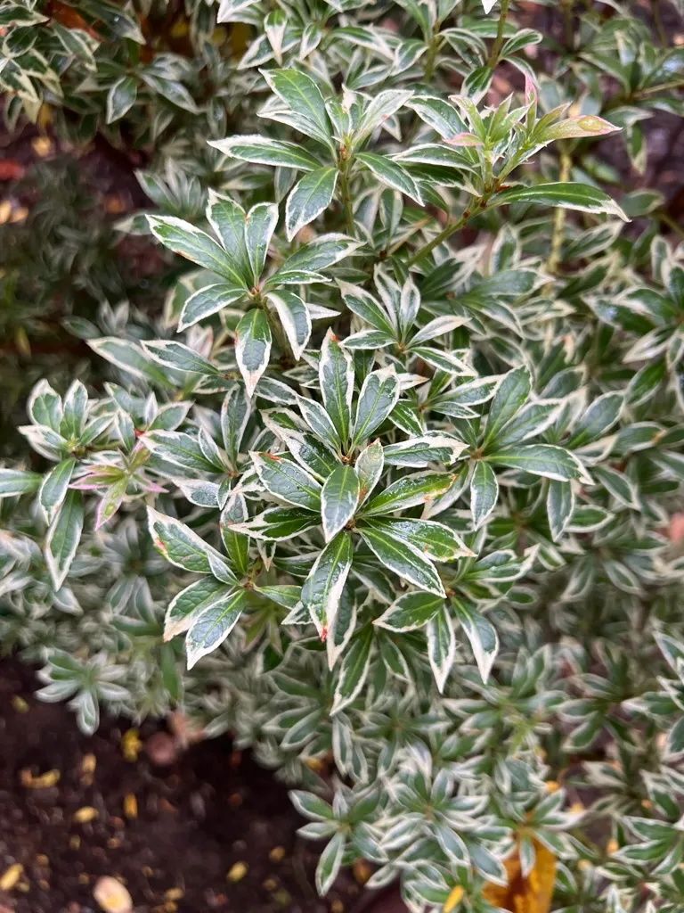 Pieris japonica 'Variegata', Variegated Japanese Pieris