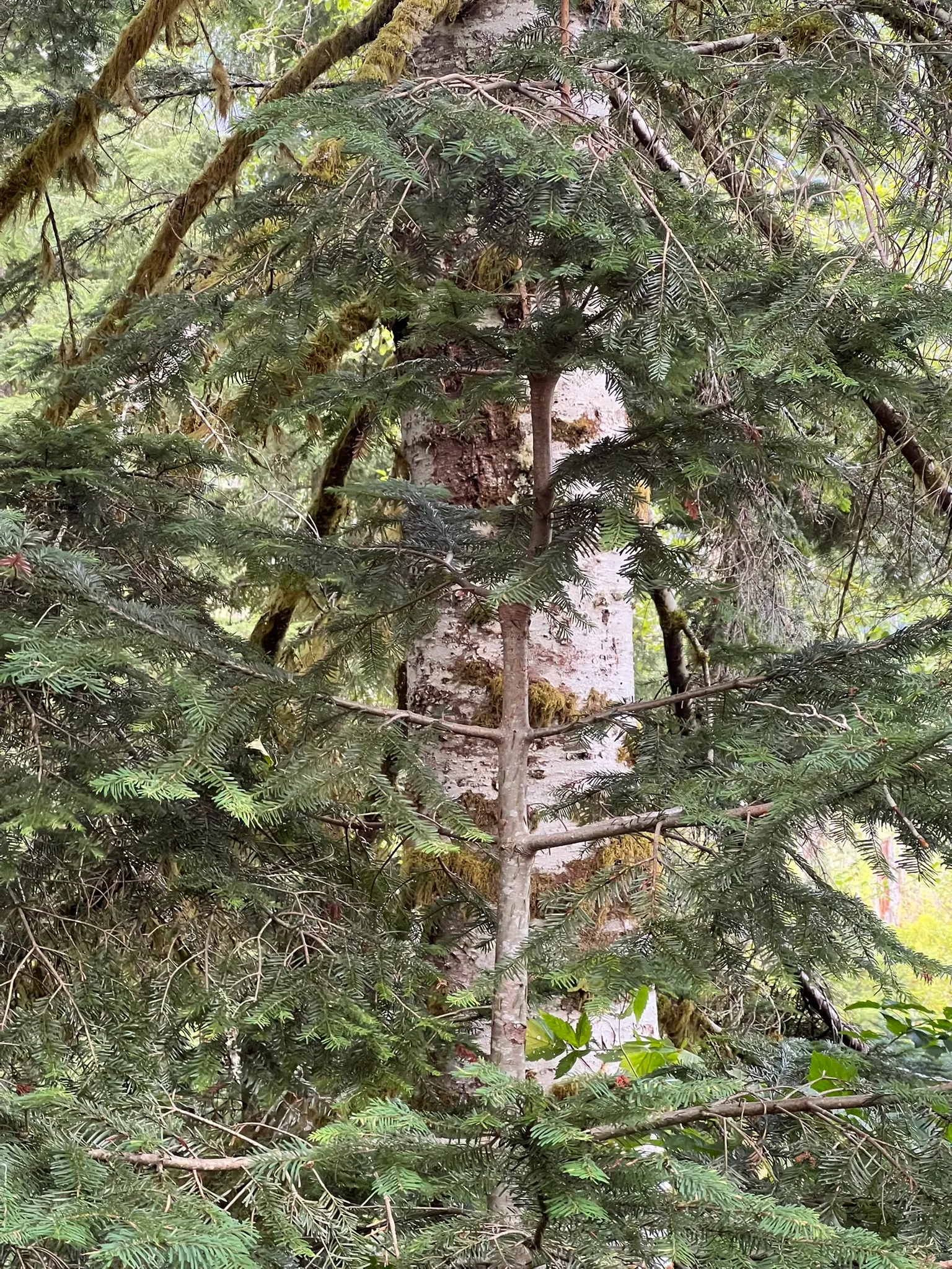 Abies amabilis, Pacific Silver Fir
