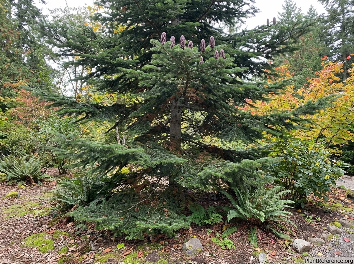 Abies grandis, grand fir