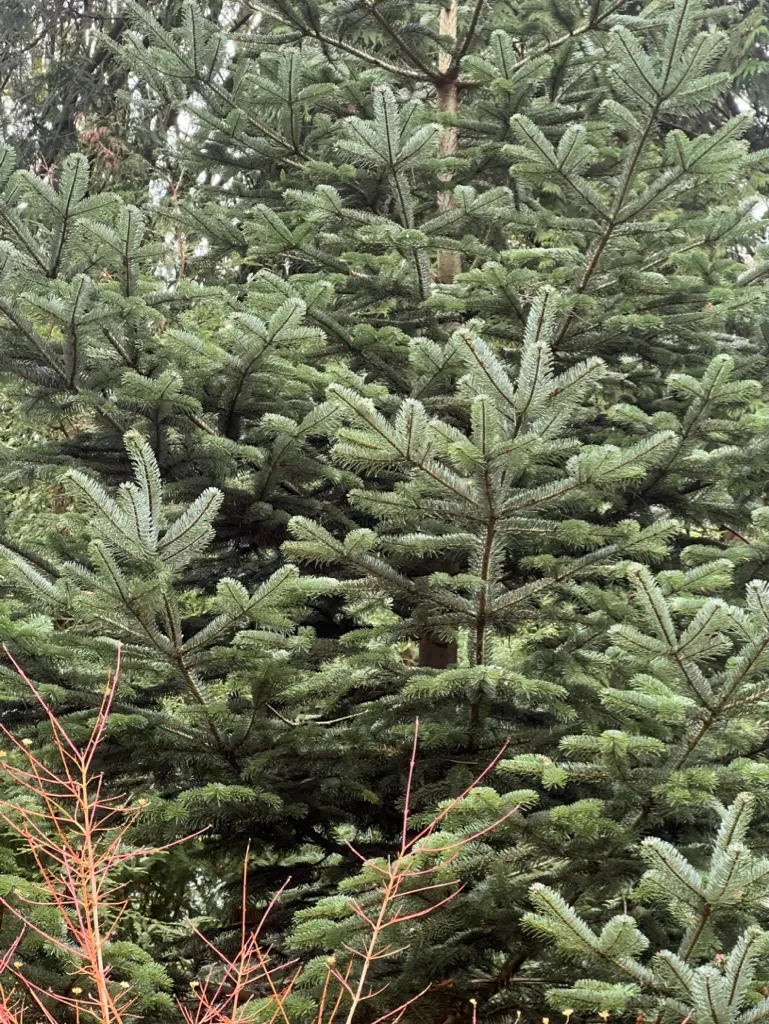 Abies pinsapo, Spanish fir