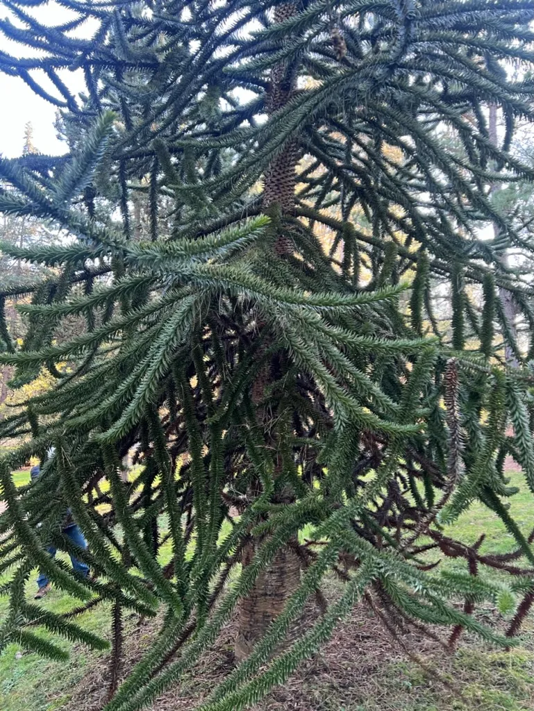 Araucaria araucana, Monkey Puzzle Tree