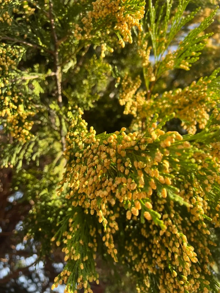 Calocedrus decurrens, incense cedar