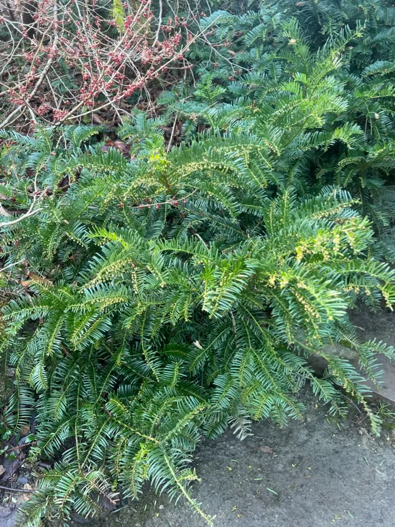 Cephalotaxus harringtonia, Japanese Plum Yew