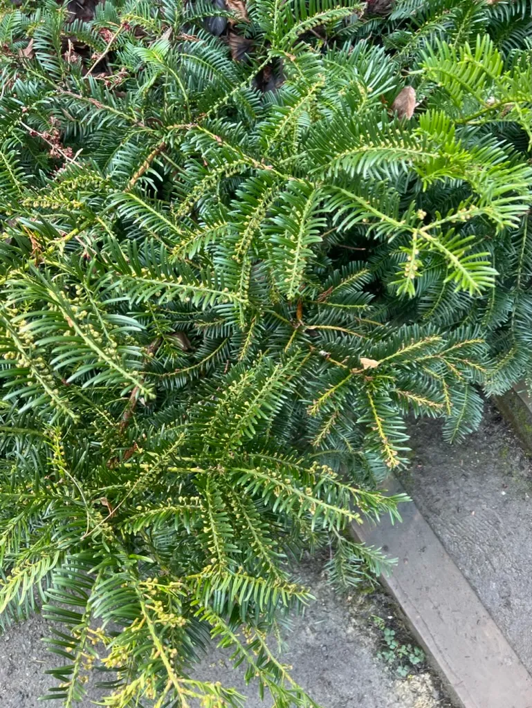 Chamaecyparis lawsoniana, Lawson Cypress
