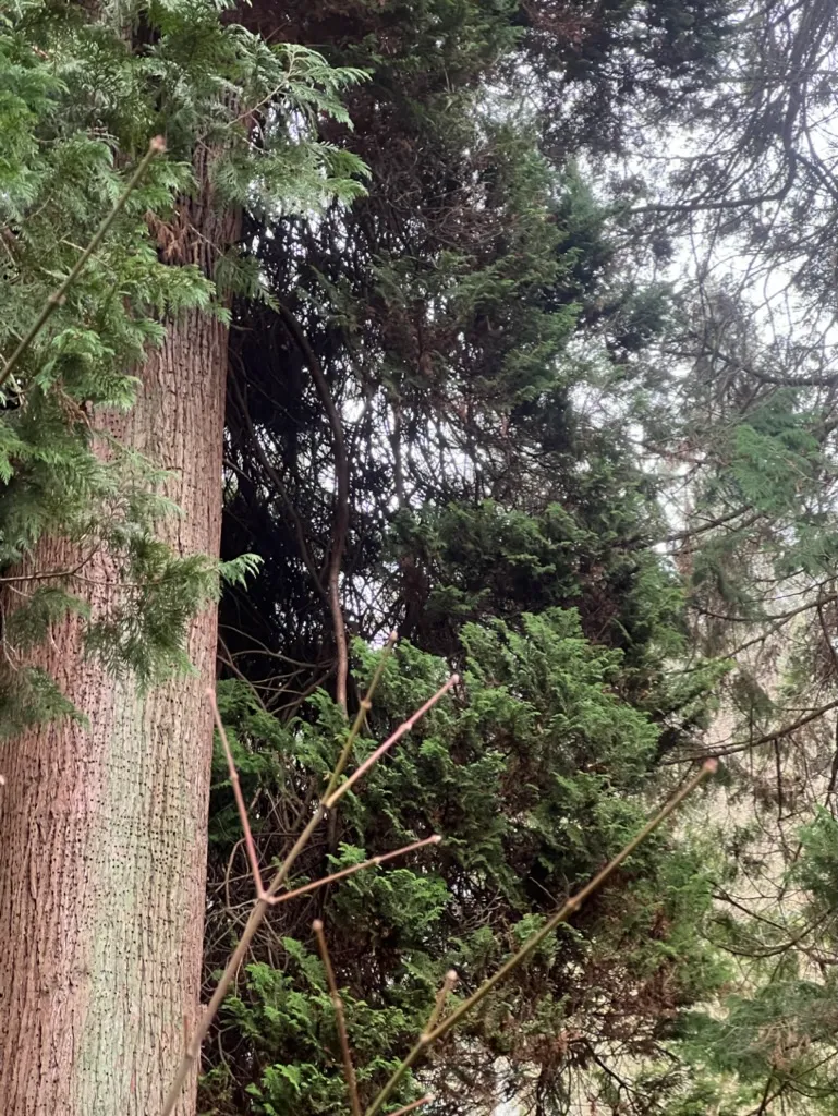 Chamaecyparis pisifera, Sawara Cypress