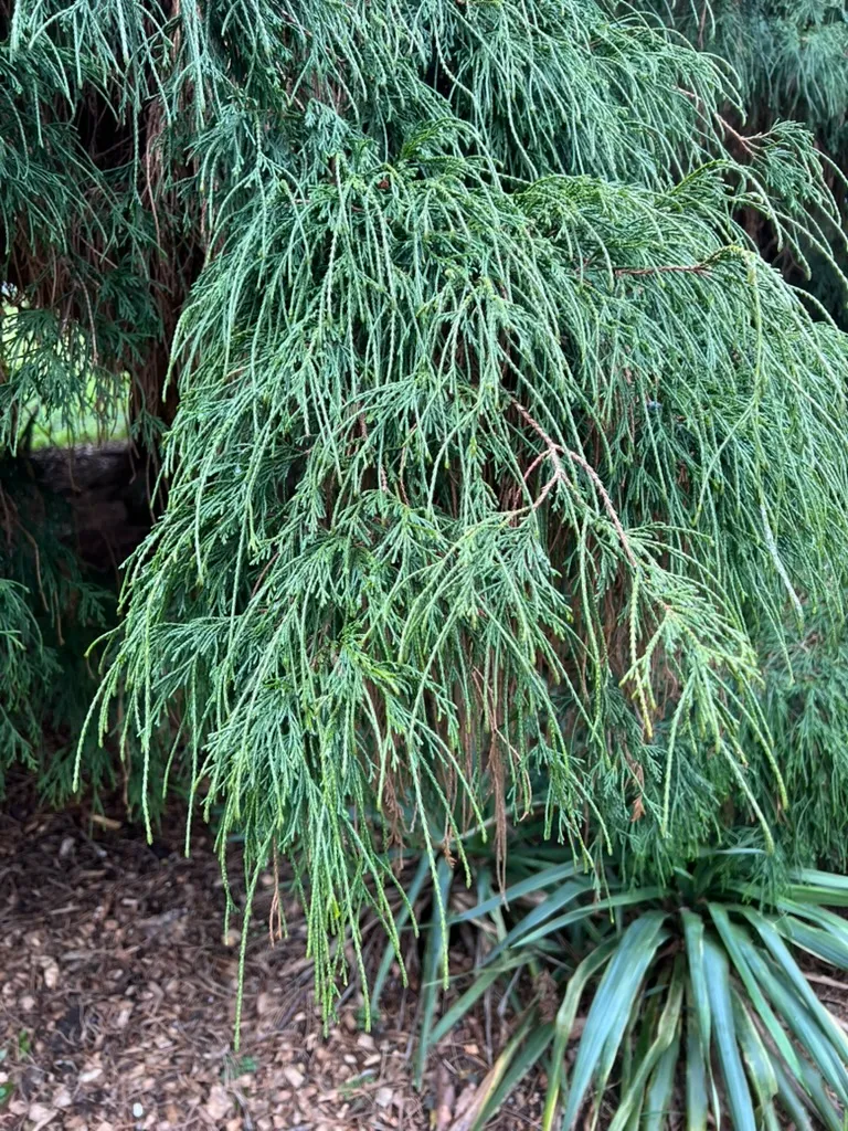 Chamaecyparis pisifera 'Filifera', Thread Cypress