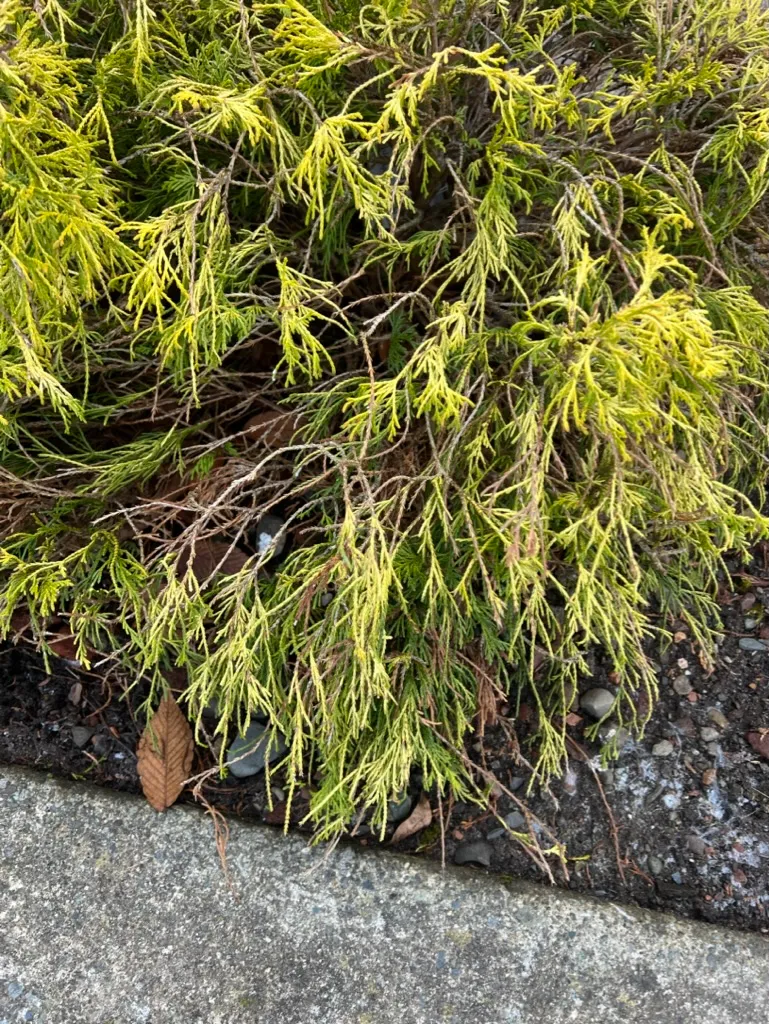 Chamaecyparis pisifera 'Filifera Aurea Nana', Dwarf Golden Thread Cypress