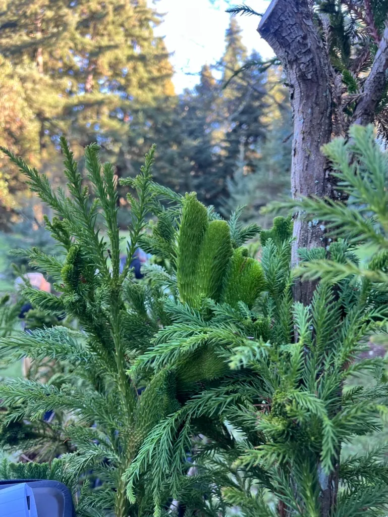 Cryptomeria japonica 'Cristata', Japanese Crested Cedar
