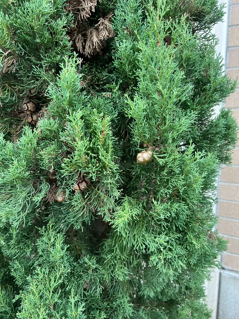 Cupressus sempervirens 'Stricta', Italian Cypress