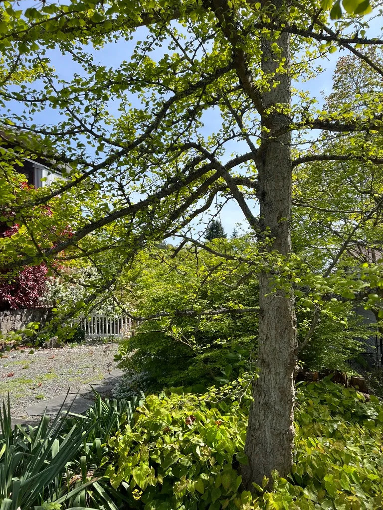 Ginkgo biloba 'PNI 2720', ginkgo