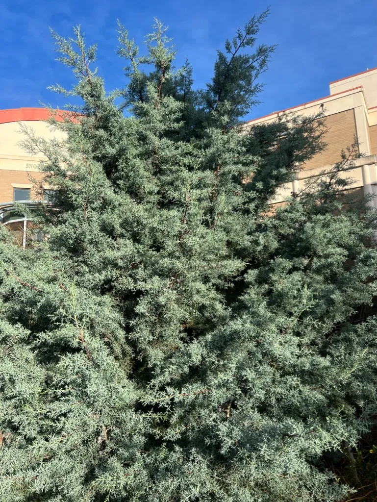 Hesperocyparis arizonica, Arizona Cypress