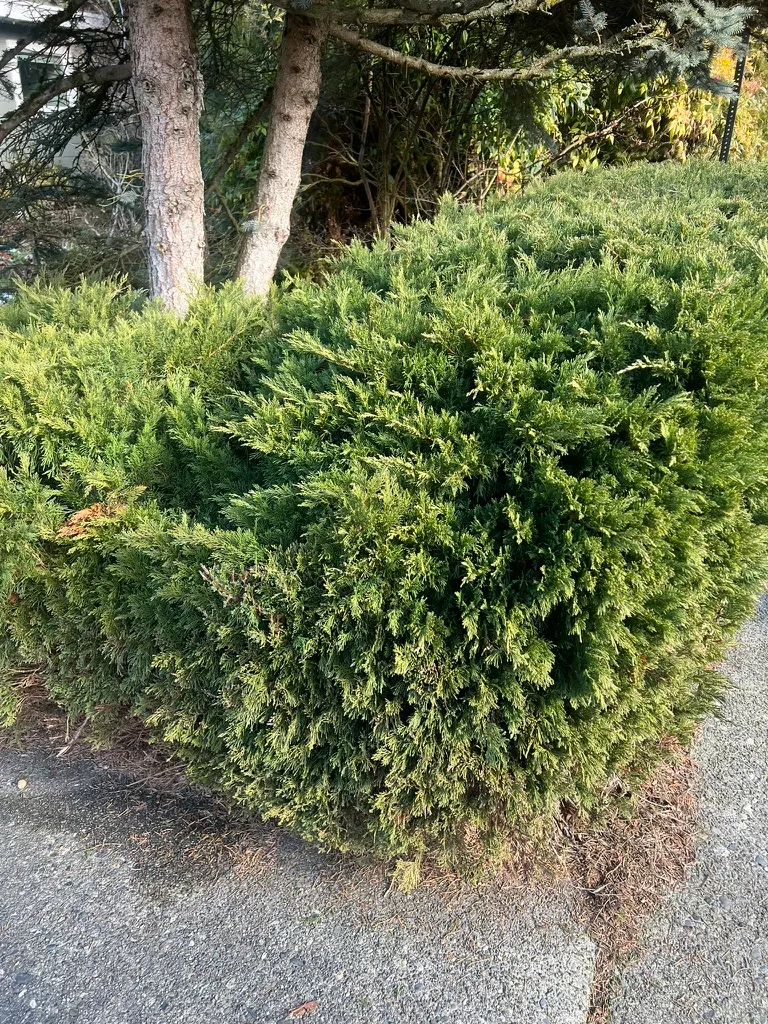 Juniperus sabina 'Tamariscifolia', Tam Juniper