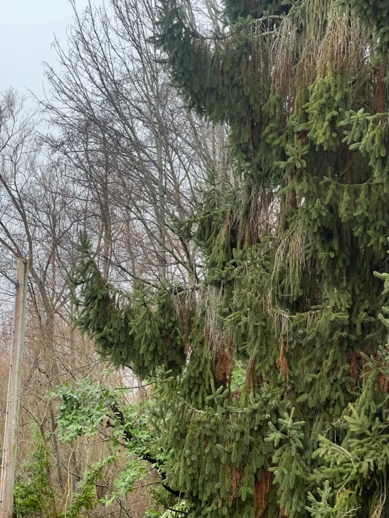 Picea abies, Norway Spruce