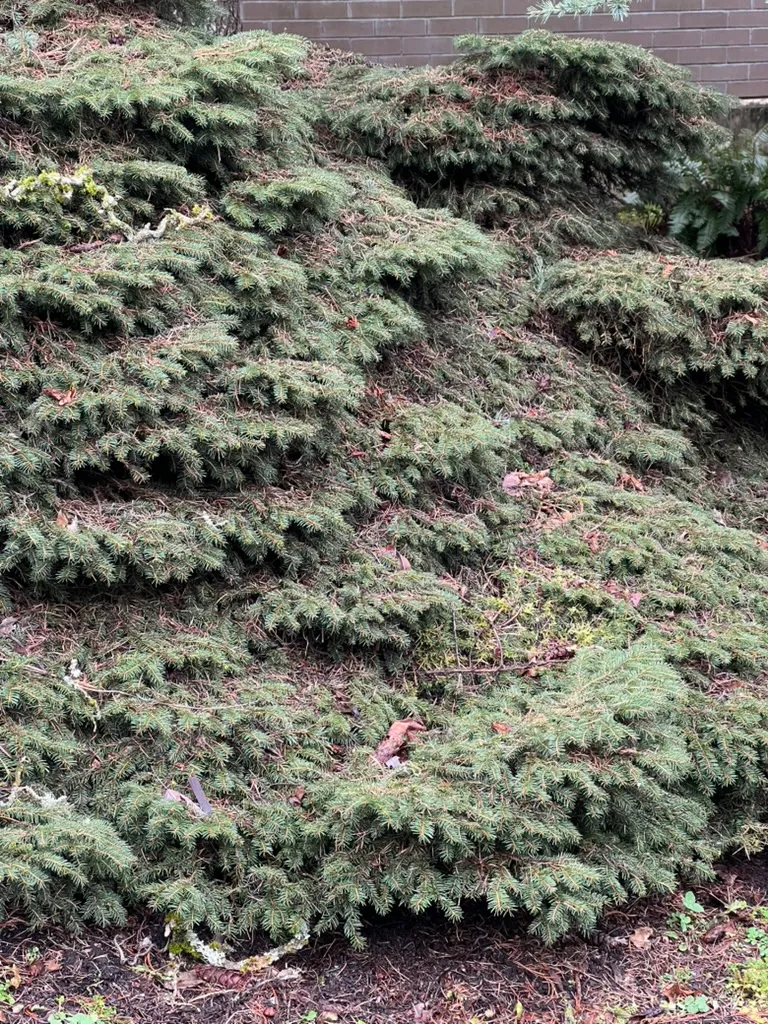 Picea abies 'Nidiformis', bird's nest spruce