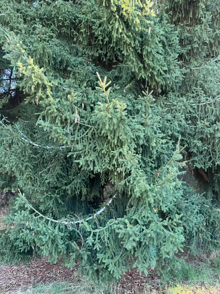 Picea orientalis, Oriental spruce