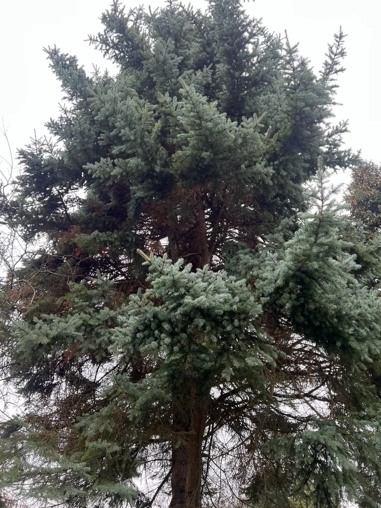 Picea pungens 'Glauca', Colorado Blue Spruce