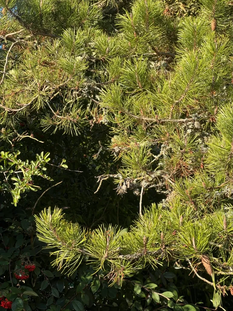 Pinus contorta var. latifolia latifolia, Lodgepole Pine