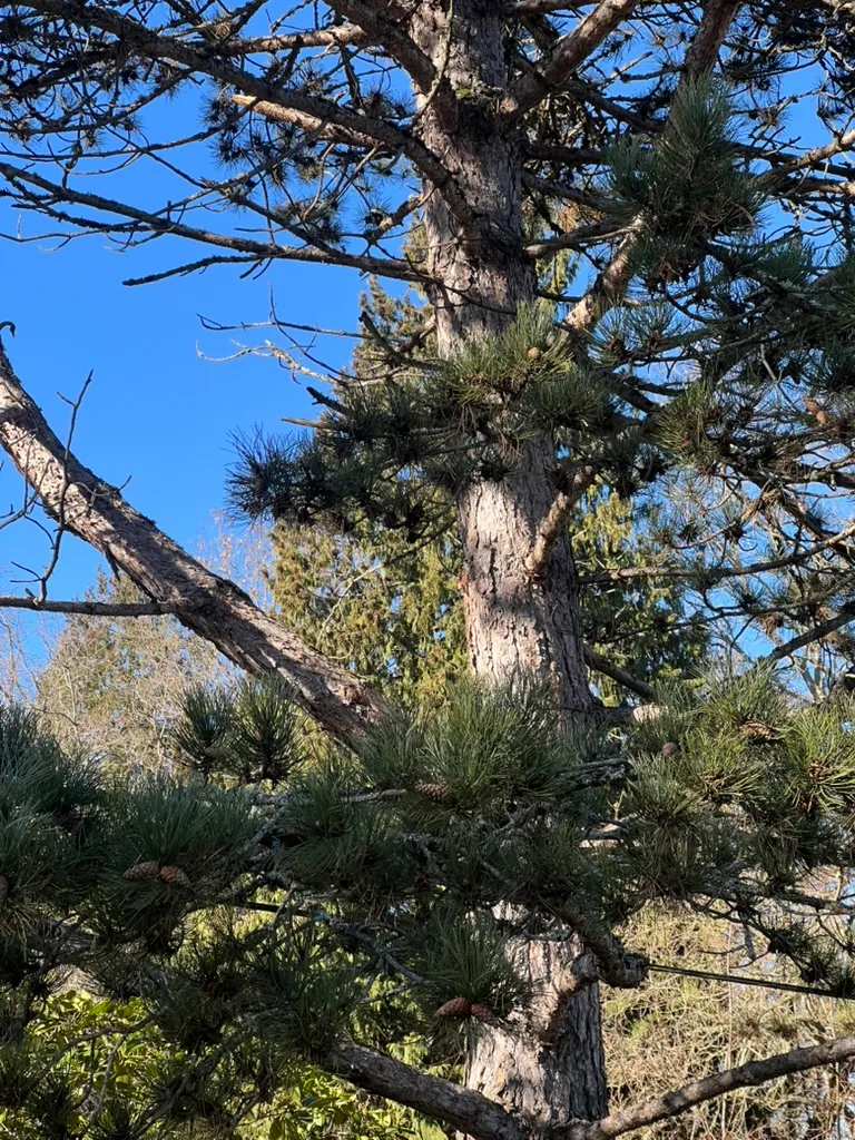 Pinus nigra, Austrian Pine