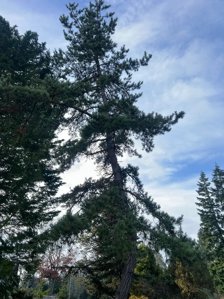 Pinus thunbergii, Japanese Black Pine