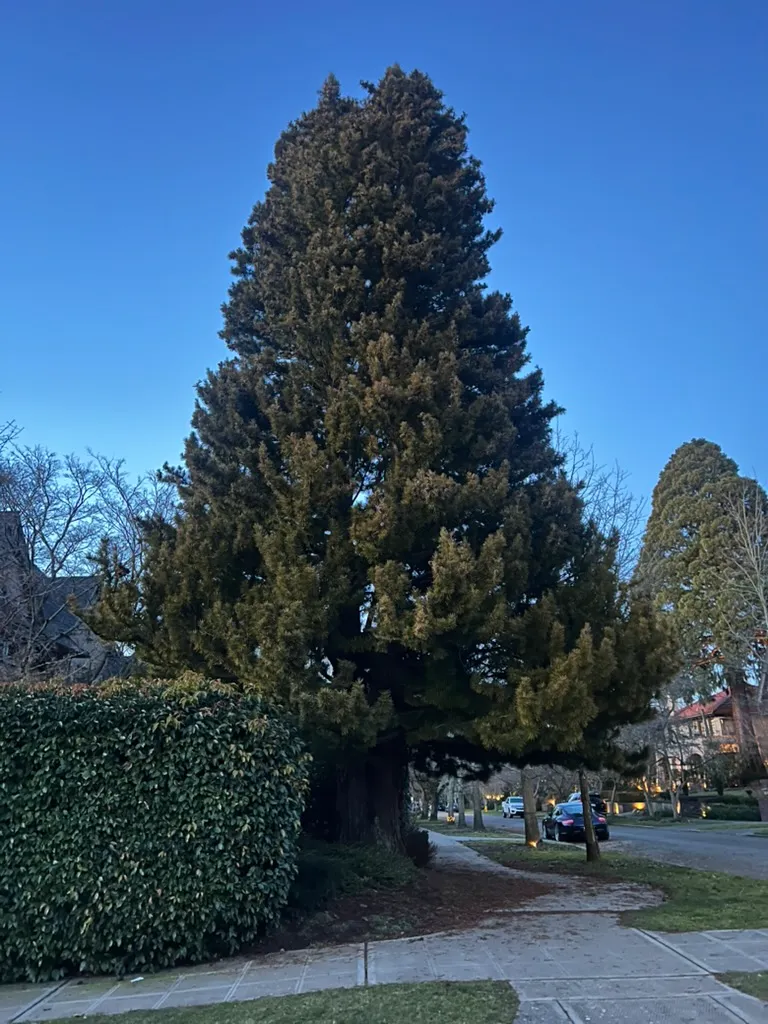 Sciadopitys verticillata, Japanese umbrella pine