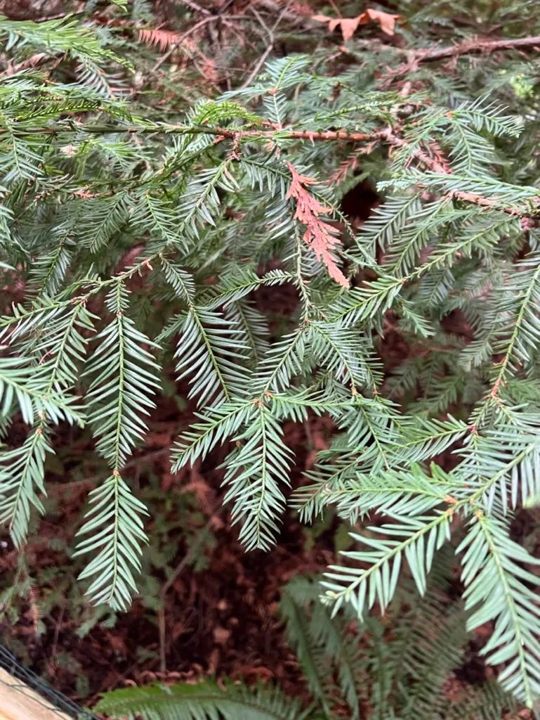 Sequoia sempervirens, Coast Redwood