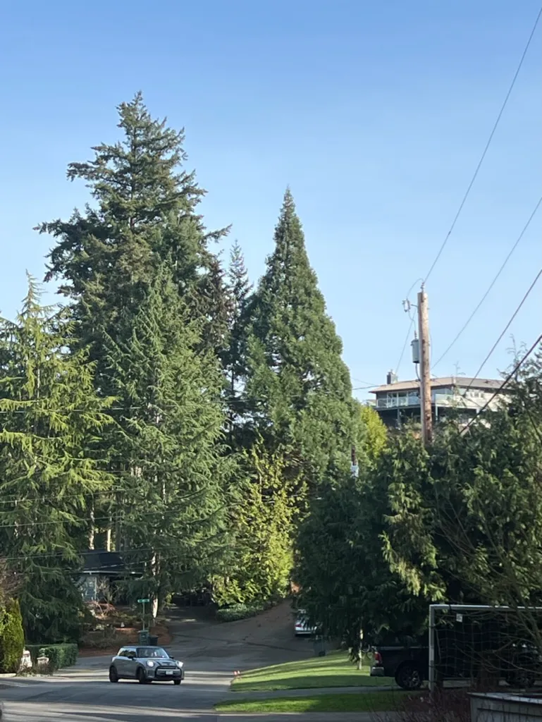 Sequoiadendron giganteum, giant sequoia