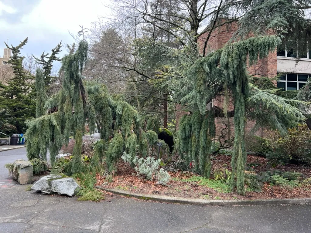 Sequoiadendron giganteum 'Pendulum', weeping Giant Sequoia