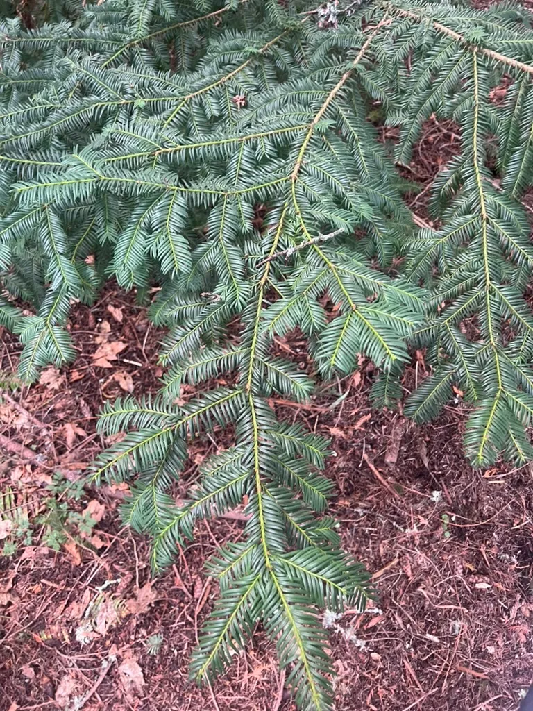 Taxus brevifolia, Pacific yew