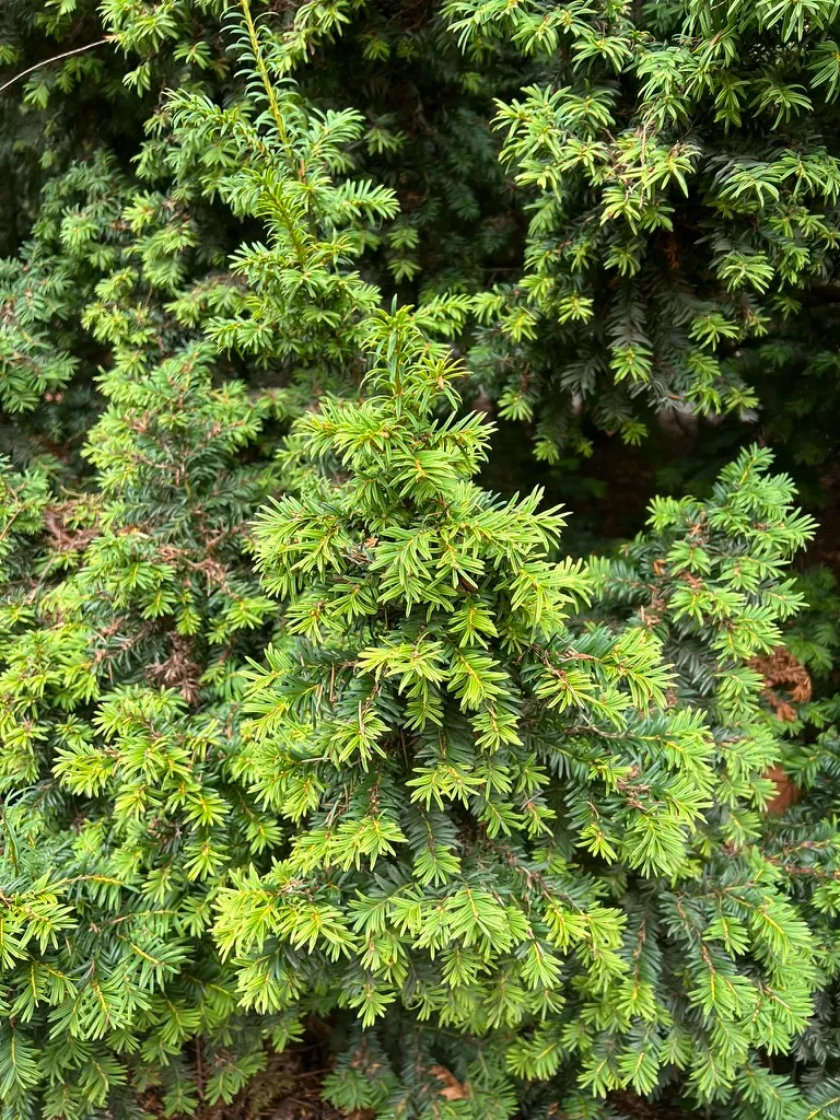 Taxus cuspidata, Japanese yew