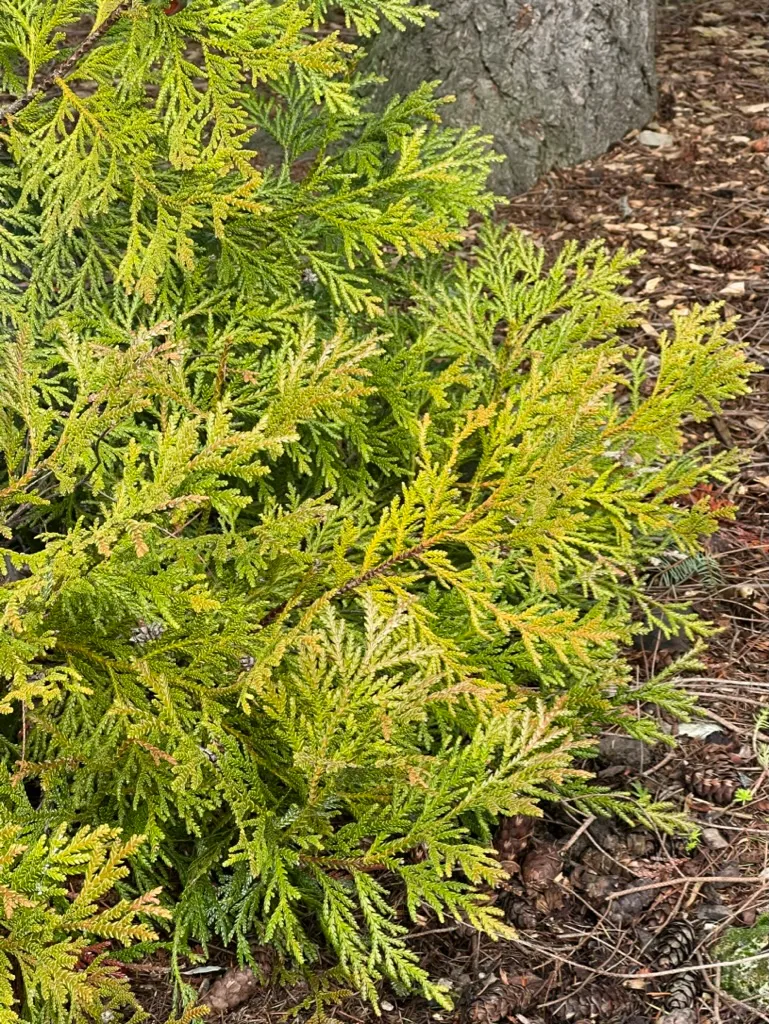 Thujopsis dolabrata, Japanese false arborvitae