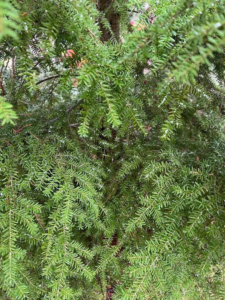 Tsuga heterophylla, western hemlock