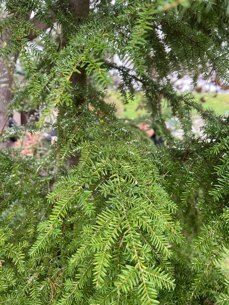 Tsuga heterophylla, western hemlock