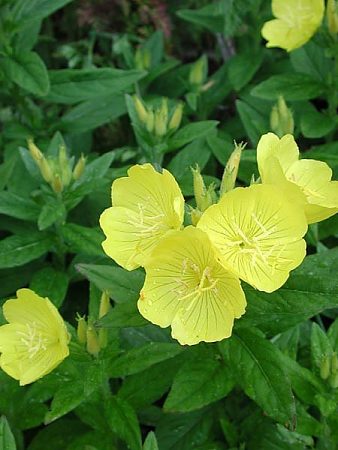 Oenothera tetragona (alternate view 2)