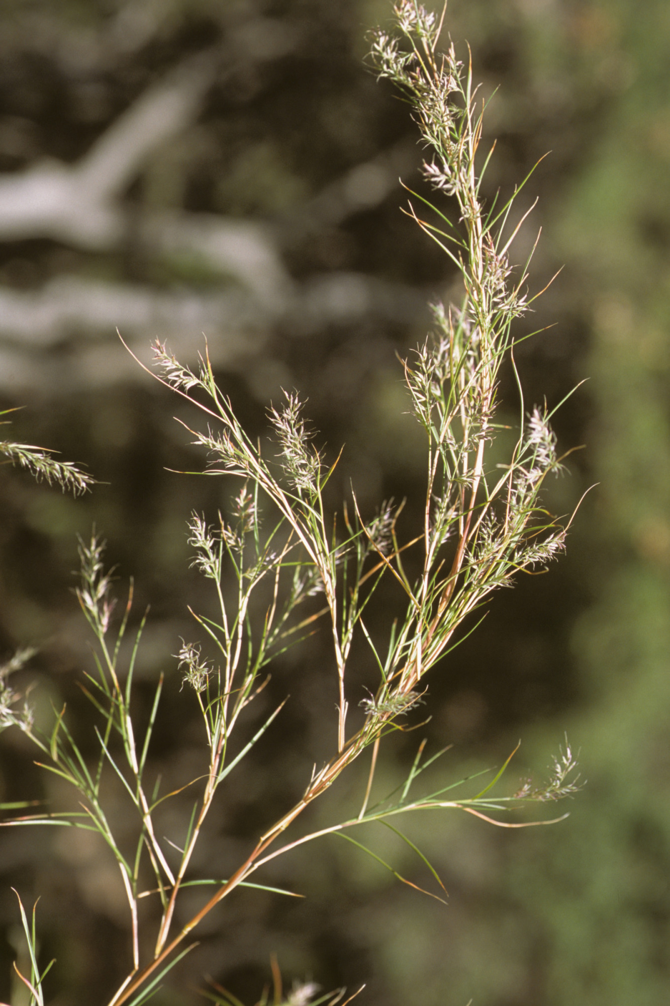 Muhlenbergia dumosa (Bamboo Muhly) (alternate view 6)