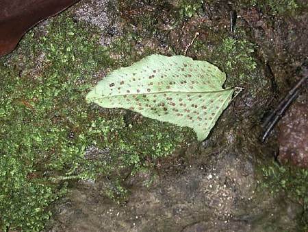 Cyrtomium caryotideum (Fish-tail Holly Fern) (alternate view 11)