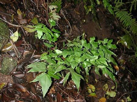 Cyrtomium caryotideum (Fish-tail Holly Fern) (alternate view 10)