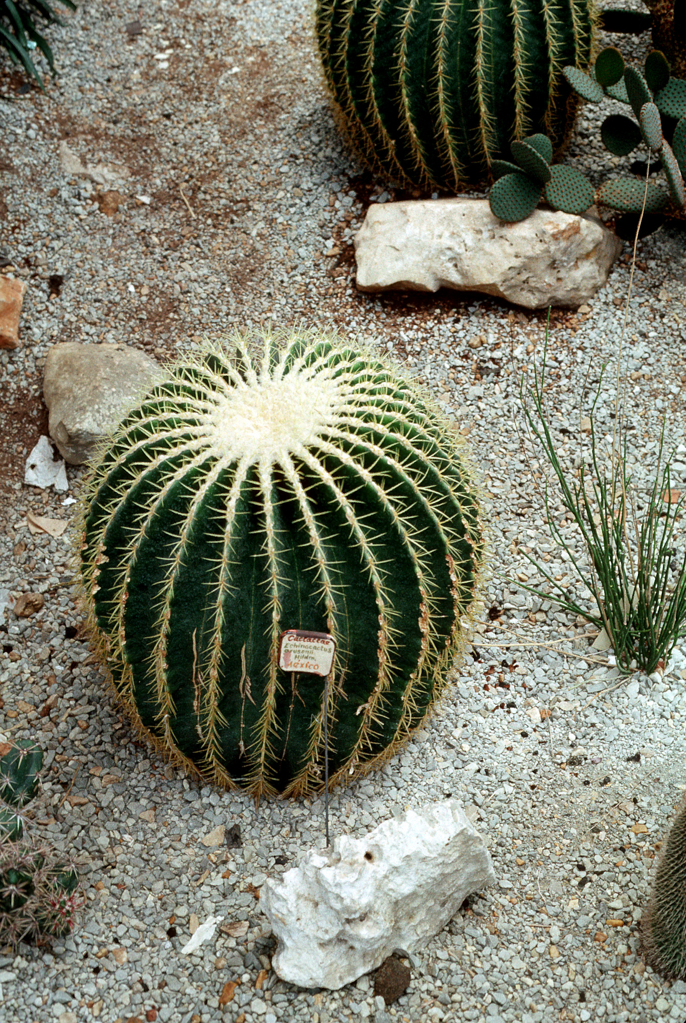 Kroenleinia grusonii (golden barrel cactus) (alternate view 4)