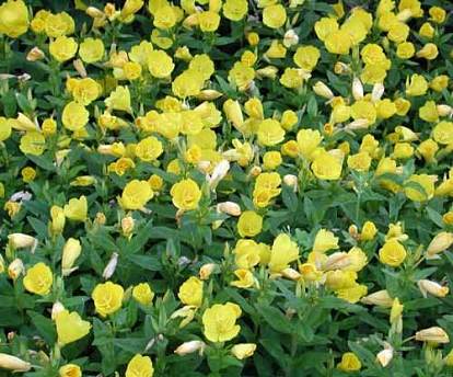 Oenothera tetragona