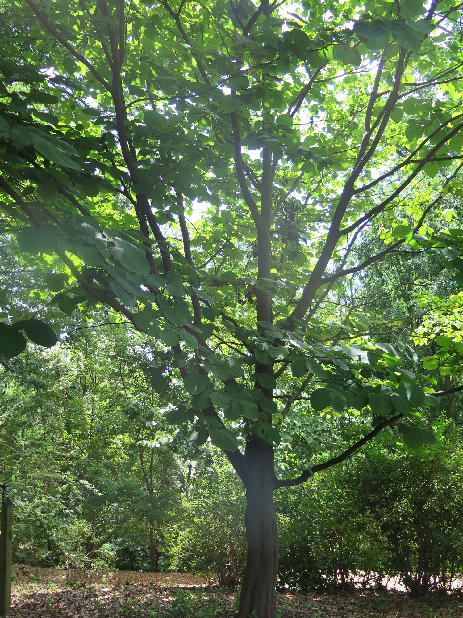 Styrax obassia (fragrant snowbell) (alternate view 14)