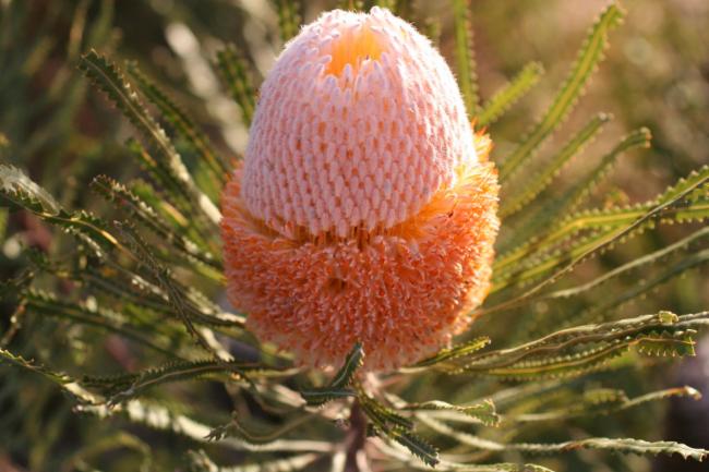 Banksia hookeriana