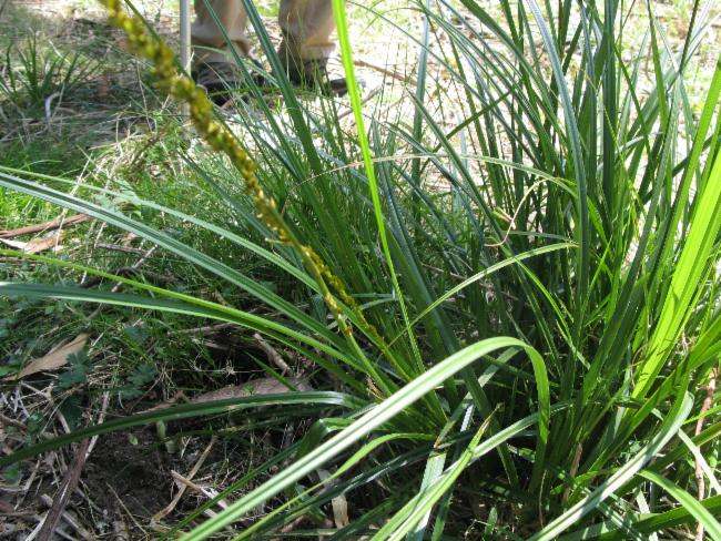 Carex declinata (Drooping Sedge) (alternate view 6)