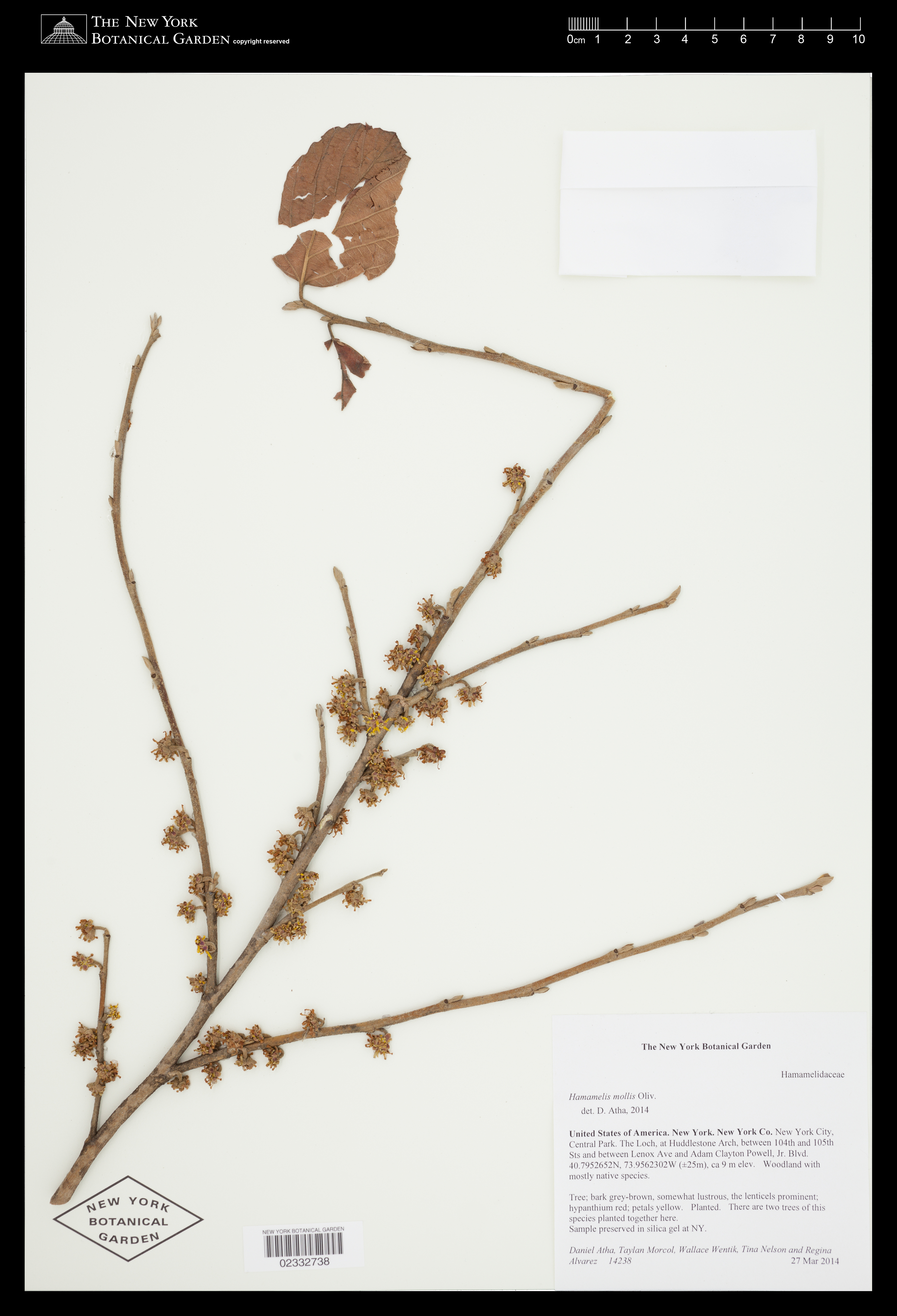 Hamamelis mollis (Chinese witch hazel) (alternate view 15)