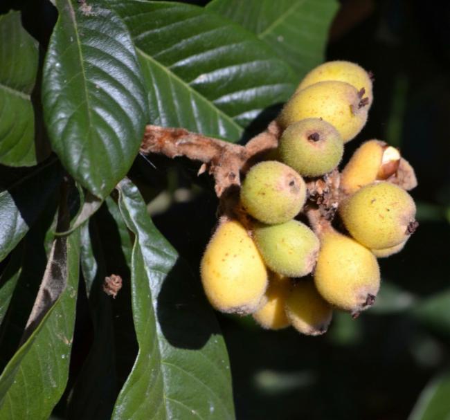 Eriobotrya (Loquats)
