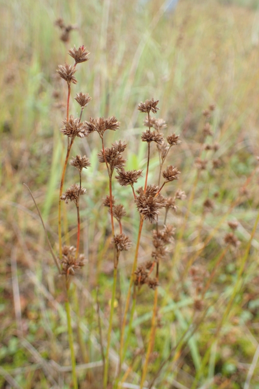 Juncus acuminatus (Knotty-leaf Rush) (alternate view 2)