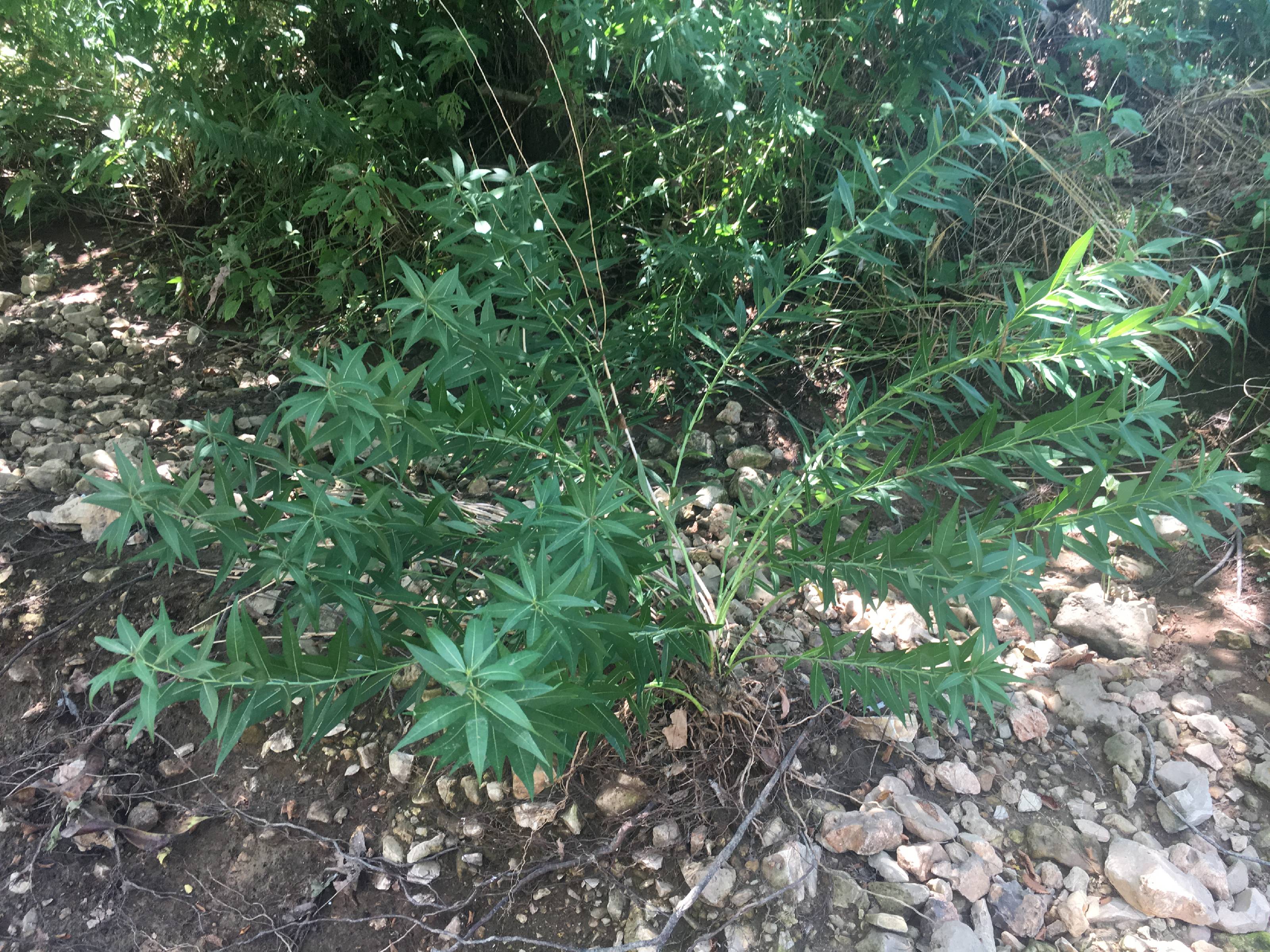 Amsonia illustris (Shining Bluestar) (alternate view 11)