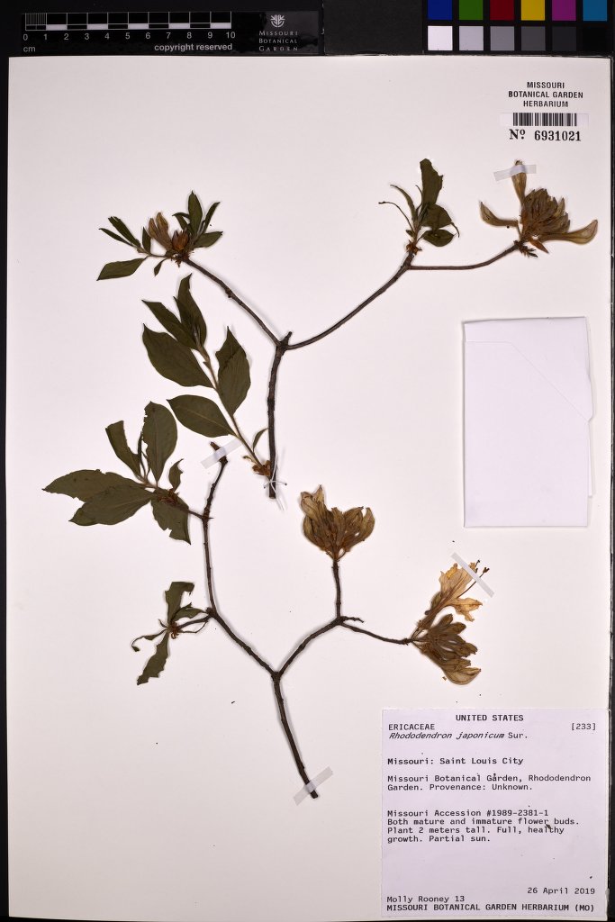 Rhododendron japonicum (Japanese azalea) (alternate view 12)
