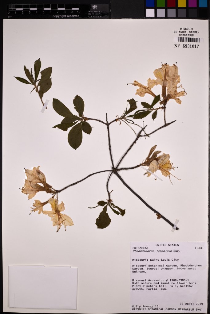 Rhododendron japonicum (Japanese azalea) (alternate view 13)