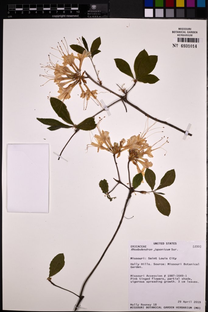 Rhododendron japonicum (Japanese azalea) (alternate view 14)