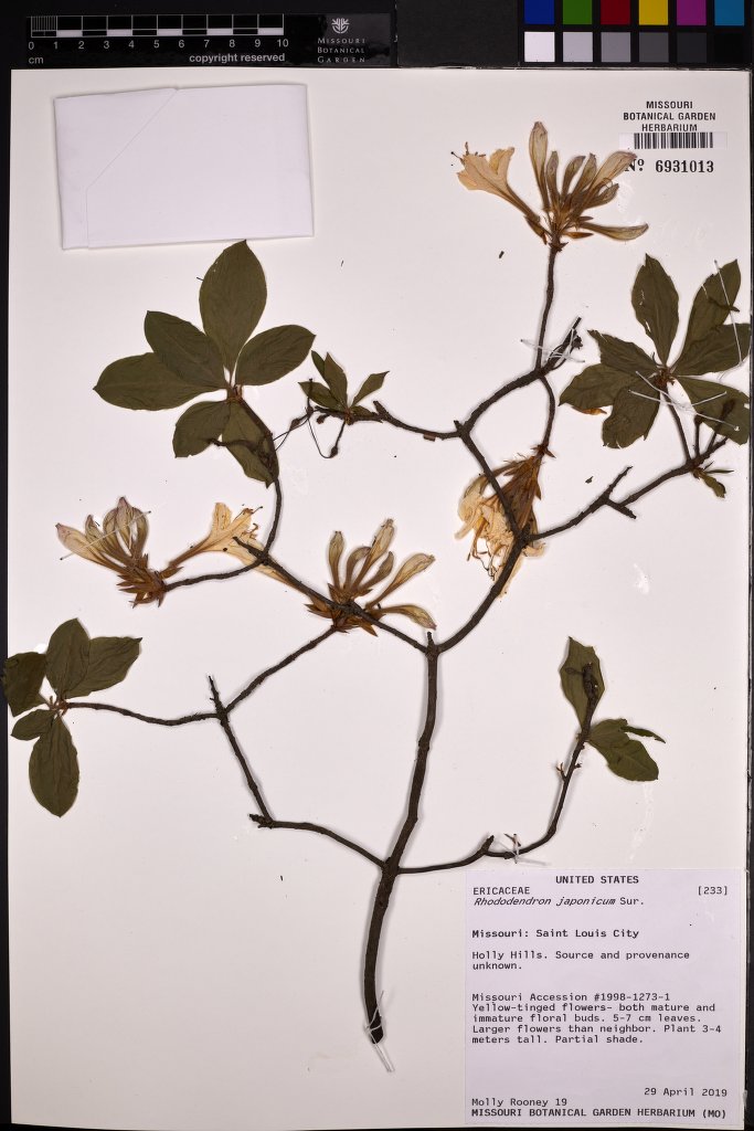 Rhododendron japonicum (Japanese azalea) (alternate view 15)